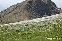 VBS_2561 - Fioritura Narcisi Castelnuovo Nigra 2022 e campi di papaveri rossi
